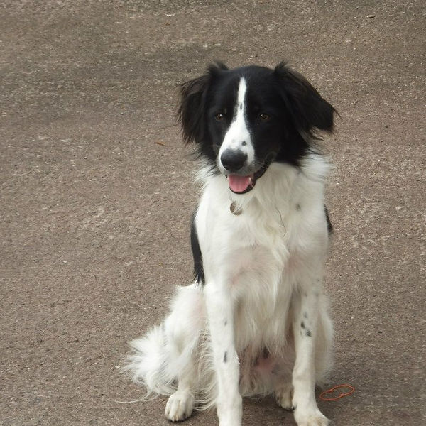 Potty Training Guide — Adult Dogs