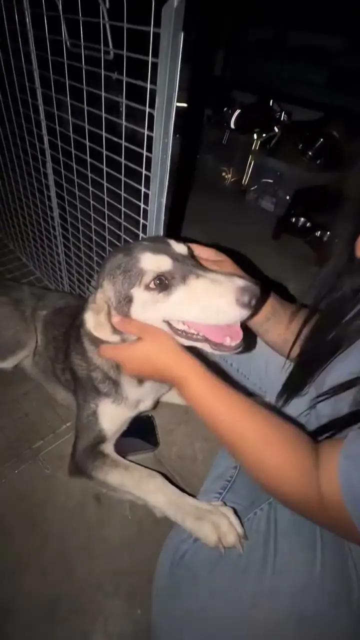 Billy Bundy, a gray and white puppy, beside the trap just after his rescue, leaning into the hand petting him