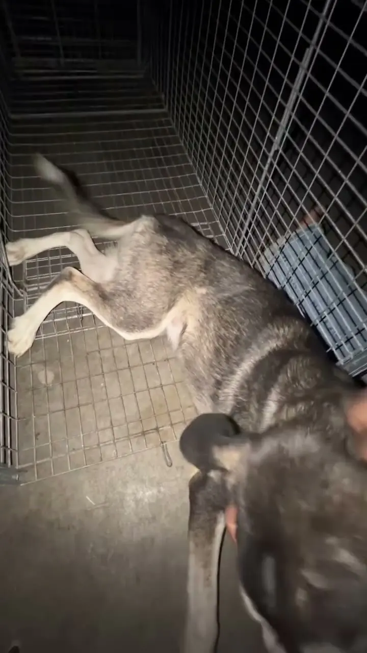 Billy Bundy lying inside the humane trap at night, moments after it closed