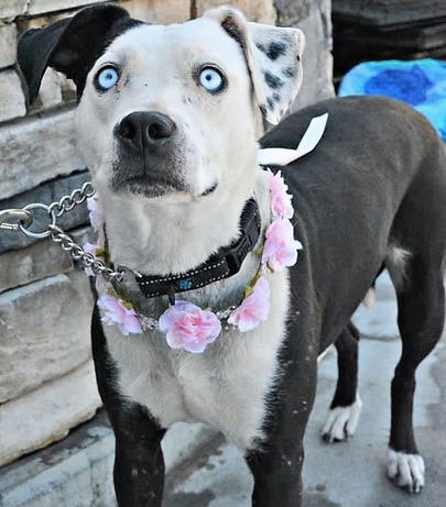 Iris with her puppies