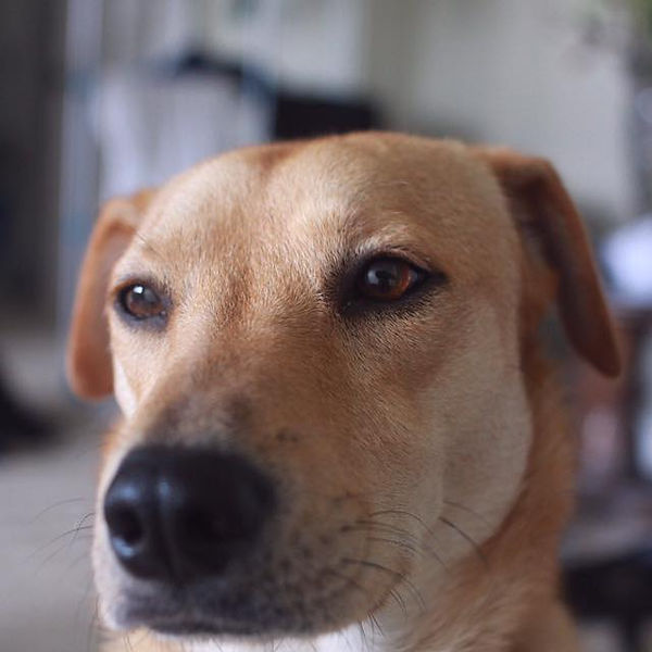 A Letter From Your Dog