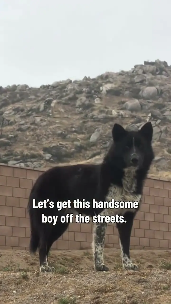 Mr. Wolfie, a black and white dog, watching from the top of a hill above an orange construction fence