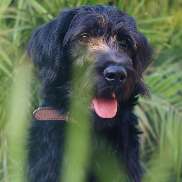 Getting to Know Your New Dog