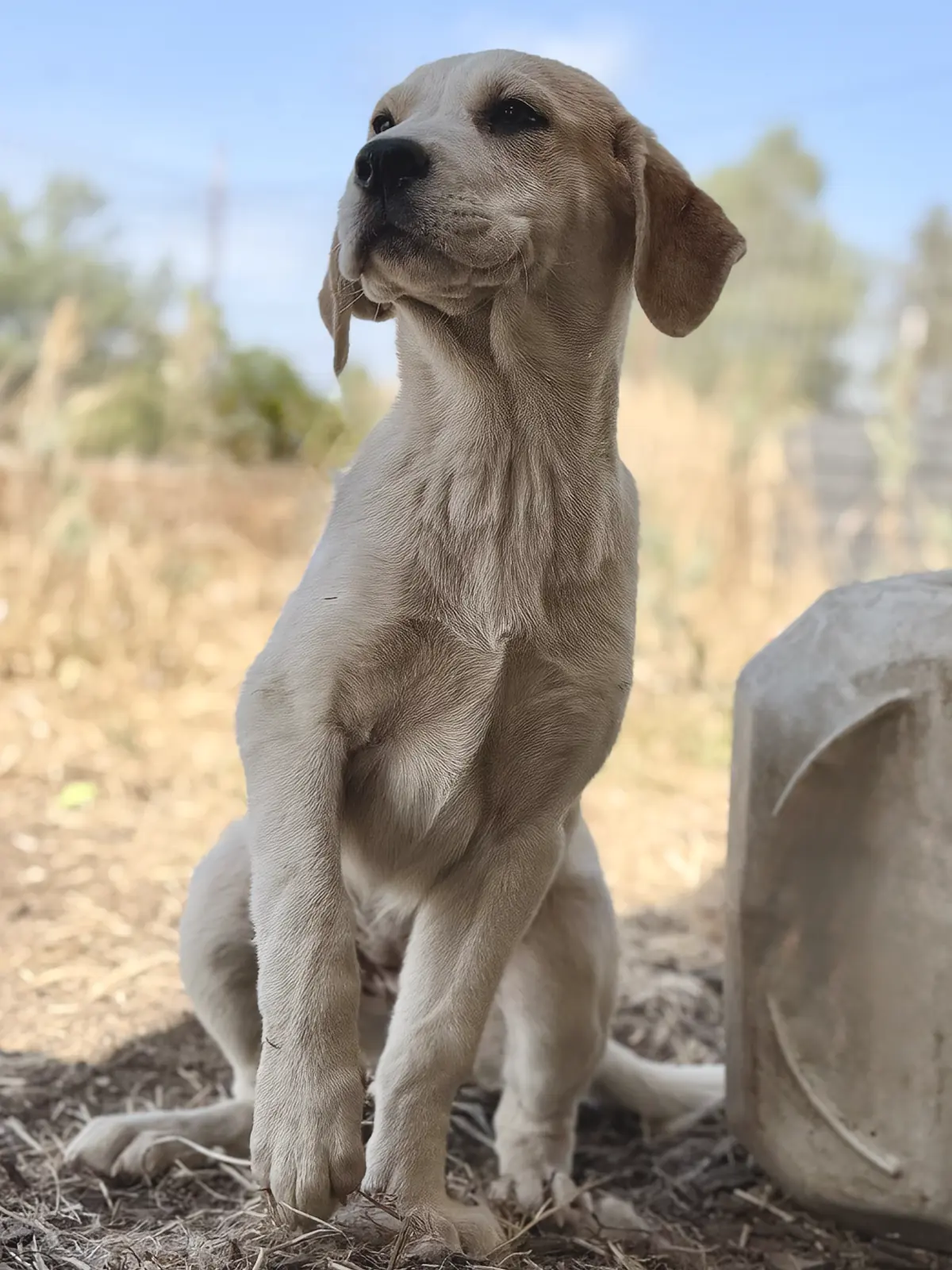 Great Pyrenees and Beagle mix puppies needing foster-to-adopt placement