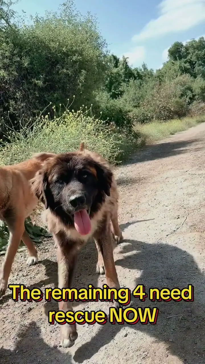 Four of the remaining dogs from a pack of nine on a dirt track under power lines, coming to the feeding bowl