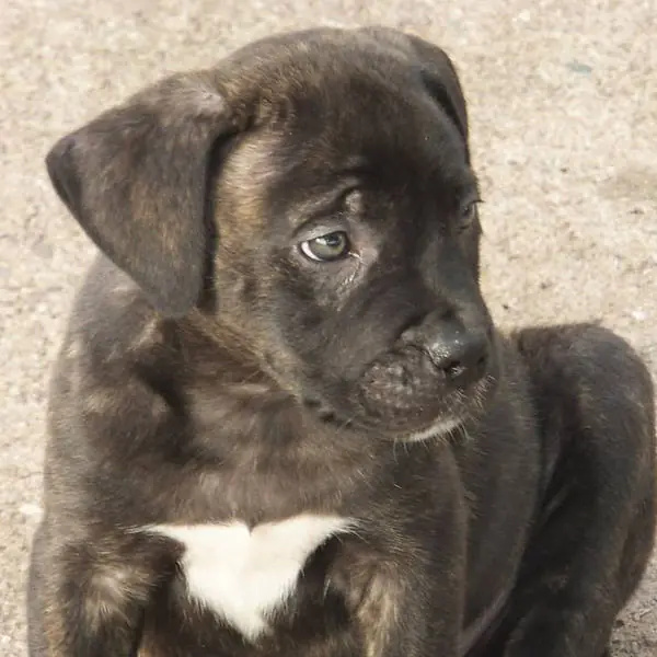 Puppy Potty Training