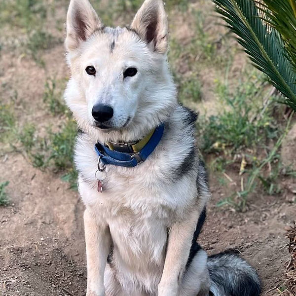 Helping a Shy, Anxious, or Skittish Dog