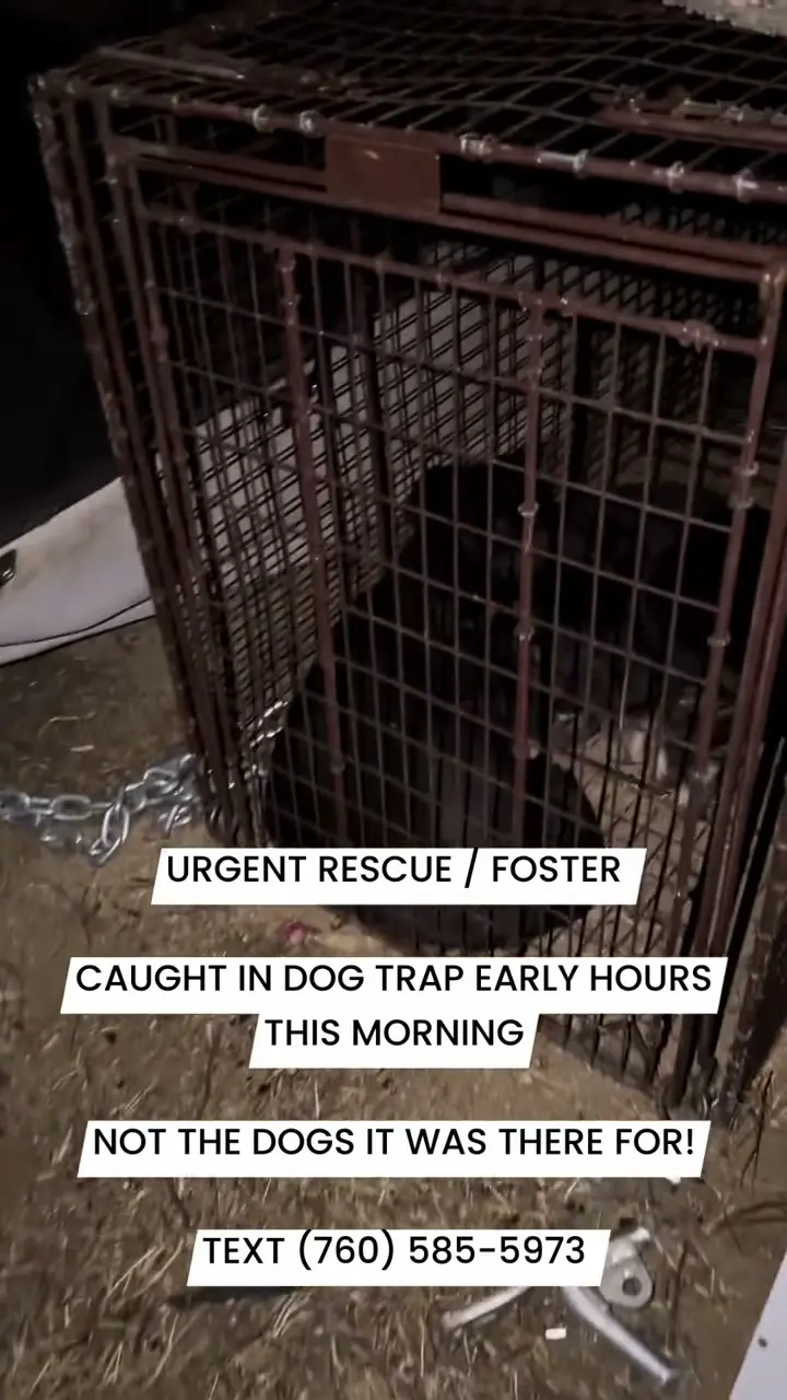 Two black puppies inside a humane trap at night, caught in the early hours