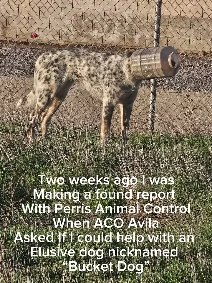 Valentine standing in dry grass by a chain-link fence with a metal paint bucket stuck over her whole head